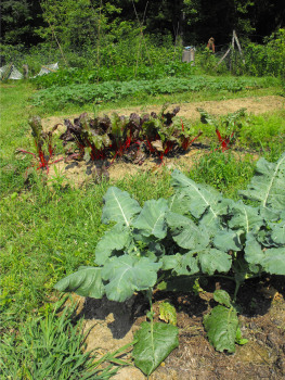 Raised beds