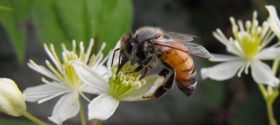 Honeybee on Virgin's Bower flower