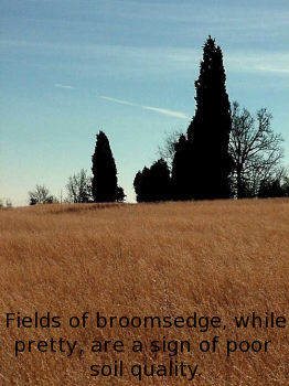 Fields of broomsedge, while pretty, are a sign of poor soil quality.