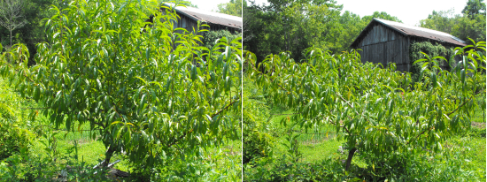 Summer pruning peach trees