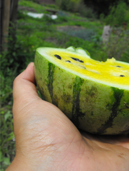 Yellow watermelon