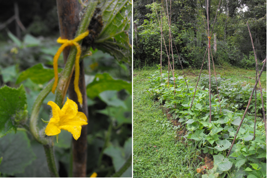 trellising cucumbers