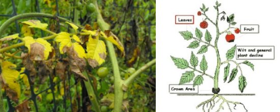 tomato blight detail