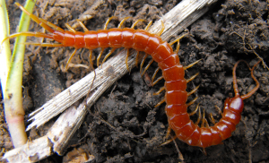 Centipede in the forest garden.