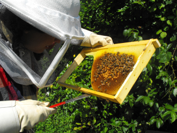 Checking a frame of brood in the honeybee hive.