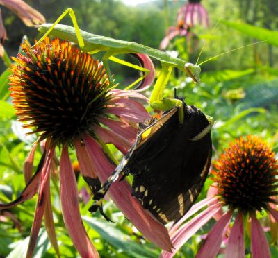 Praying mantis eating a butterfly