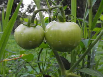 A volunteer tomato with green fruits