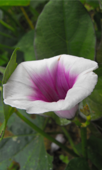 Sweet potato flower