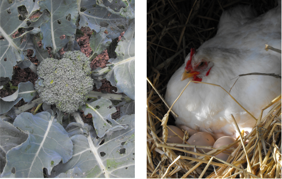 Brooding hen and broccoli