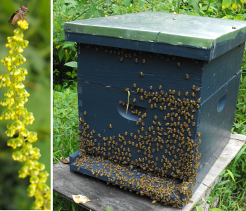 Busy honeybee hive and a fly on ragweed