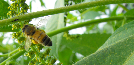 Honeybee gathering pollen from ragweed