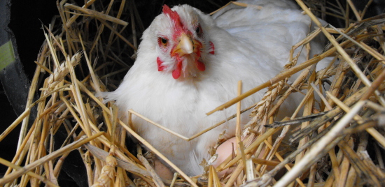 white hen close up in nest