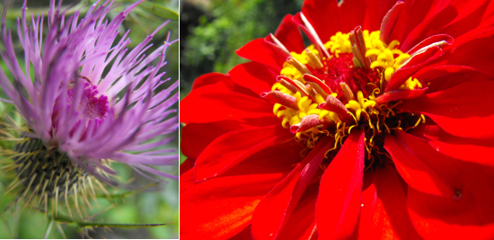 Teasel and zinnias