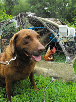 A dog protecting chickens
