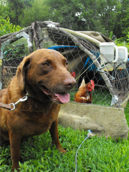 Training Lucy to leave the chickens alone