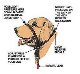 Dog training tools