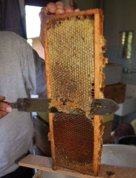 Harvesting honey