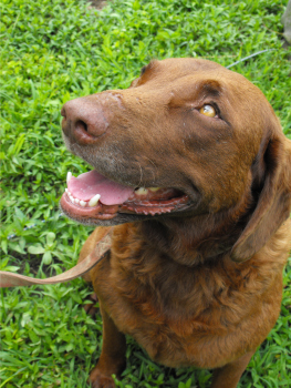 Lucy, our chesapeake bay retreiver