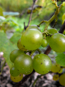 Golden Muscat grapes