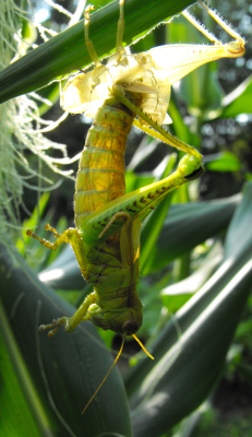 Grasshopper emerging from its nymph skin.