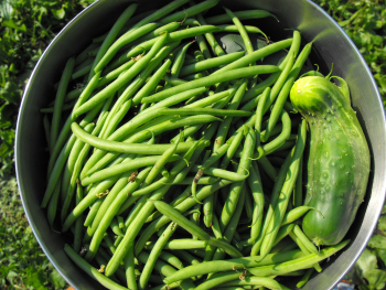 Green beans and a cucumber.