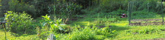 Shadows advancing across the garden