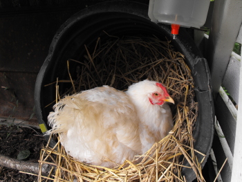 cochin hen close up with avian aqua miser