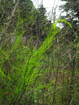 Asparagus recovering from an asparagus beetle infestation.