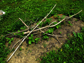 Keep pets out of the garden with small branches.