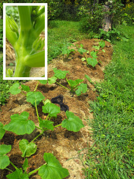 Young summer squash plants about to bloom.