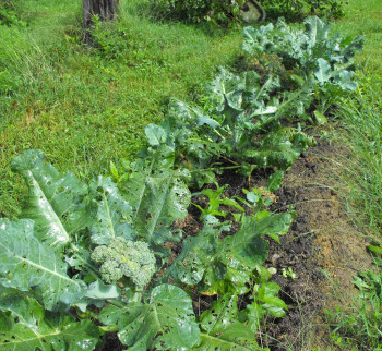 Interplanting various ages of broccoli