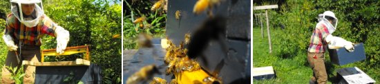 bee merging photo montage