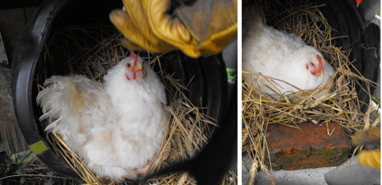 Broody hen in a drainage tile