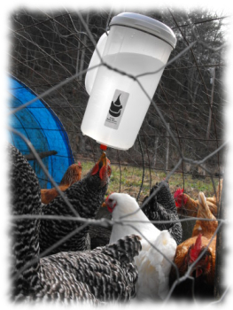 Automatic chicken waterer