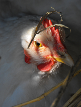 Cochin hen with straw on her head.