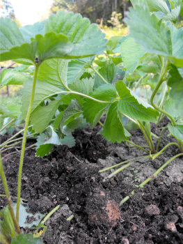 Renovated strawberry bed