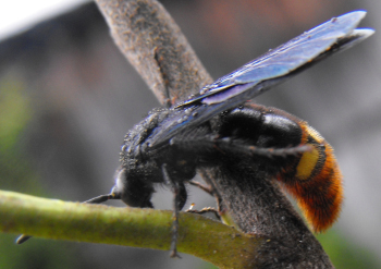 Digger Wasp