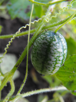 Mexican sour gherkin