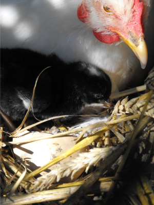 White Cochin hen with black chick