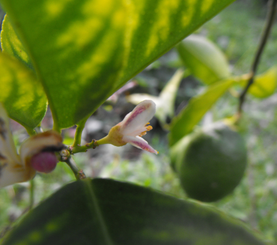 Dwarf Meyer Lemon nutrient deficiency