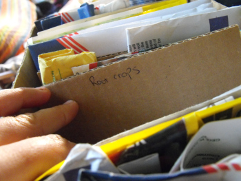 Saving seeds in a box, divided up by category