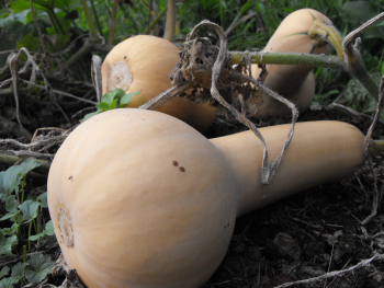 Butternut squash