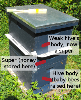 Diagram of a hive union between a weak and a strong hive.