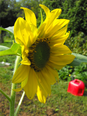 Blooming sunflower