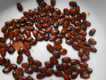 Drying watermelon seeds on a saucer.