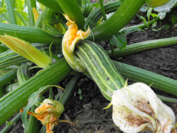 Zucchini flower turning into a fruit.