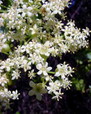 Elderberry flowers
