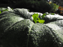 Dew on a summer squash leaf