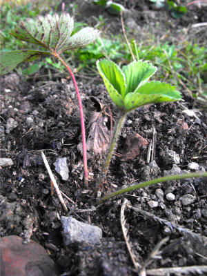 A newly transplanted strawberry