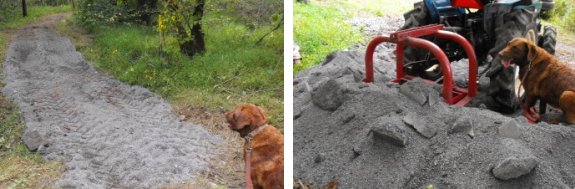 Lucy in the gravel with tractor